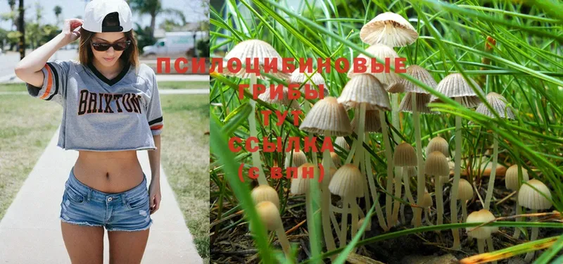 Псилоцибиновые грибы Psilocybe  Нарьян-Мар 